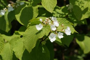 アジサイの花が見頃の北海道（7月）~装飾花~