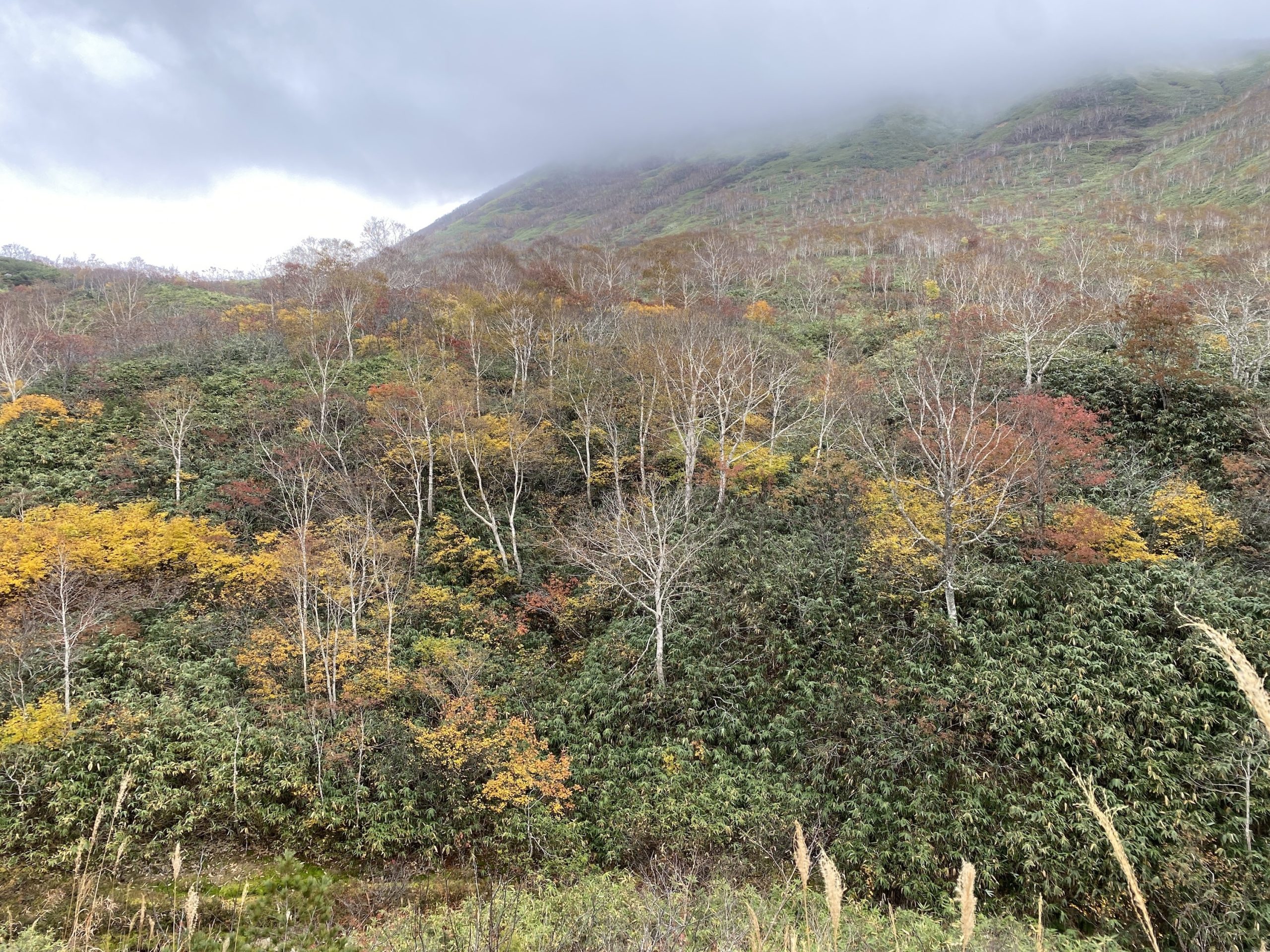 【紅葉】標高750m付近の紅葉